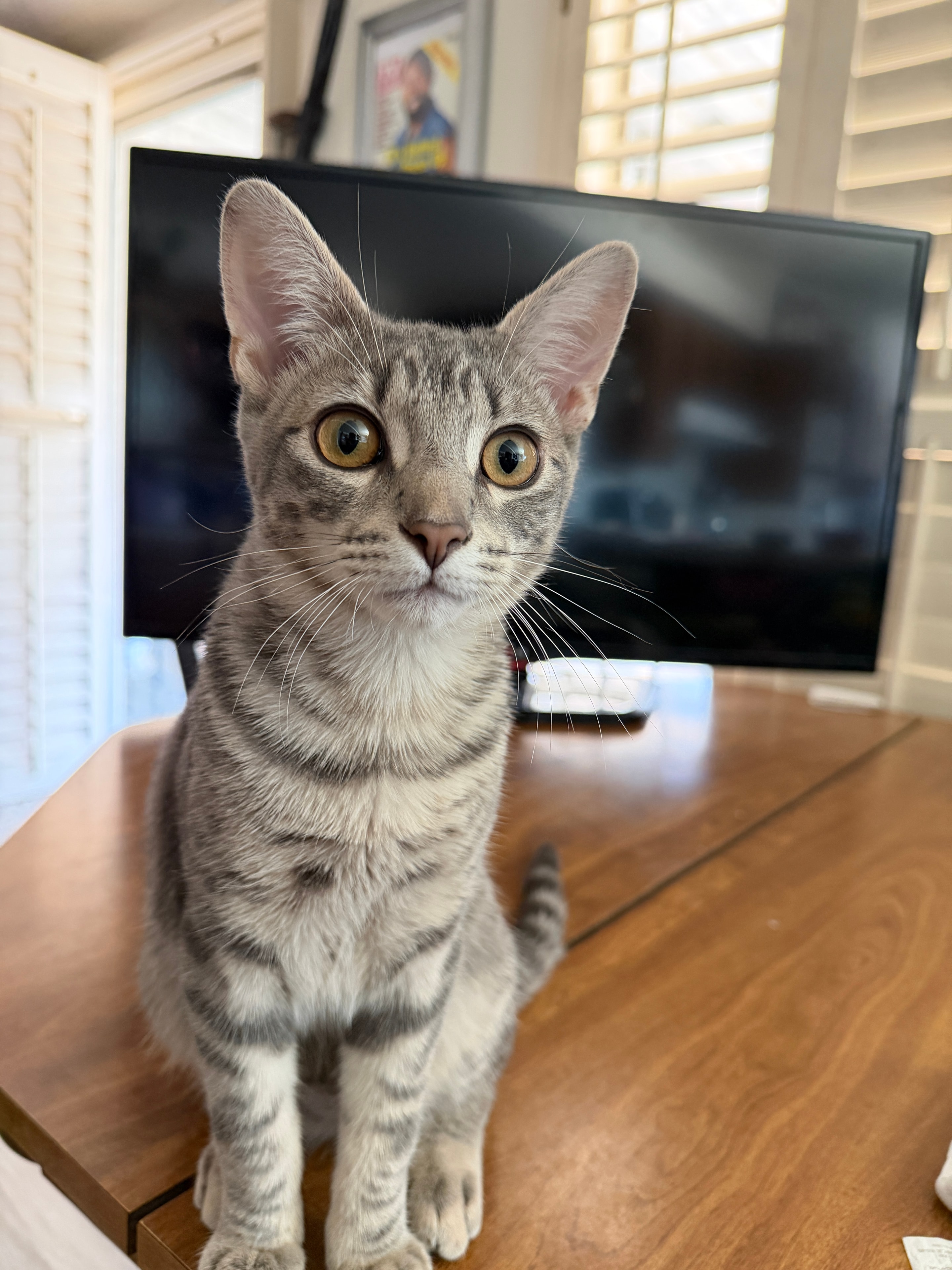 Tamir's Animal Rescue League: A Lifelong Passion for Animals